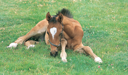The National Stud, Newmarket - Family Fun in Suffolk